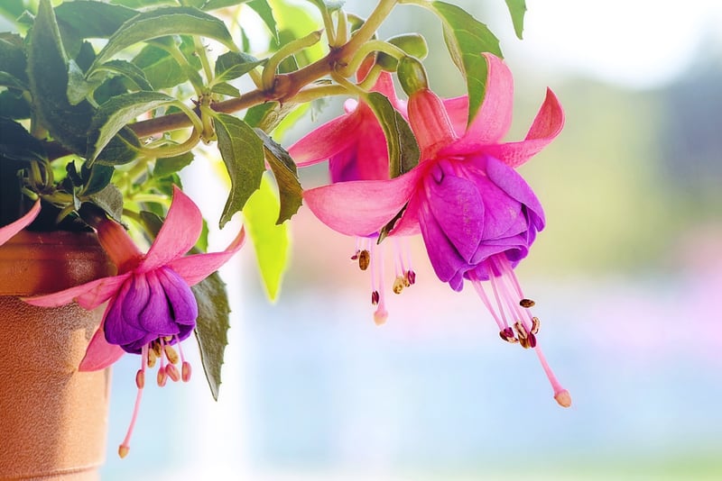 Hanging Planters